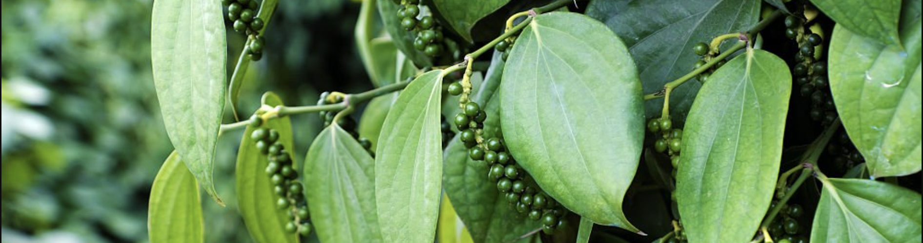 pepper-tree-steny